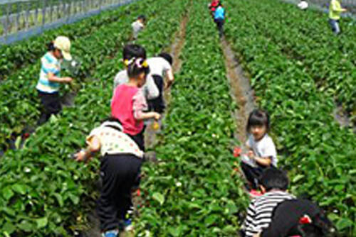 딸기를 재배하는 사람들