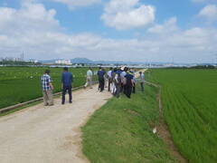 담당공무원과 농협관계자들이 초록색 벼로 이루어진 넓은 논에서 견학중이 모습
