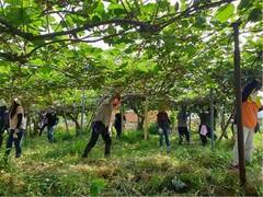 장흥군 관산읍행정복지센터는 농번기 일손부족을 덜기 위해 지난 5일 직원 20여명이 참다래 재배 농가를 찾았다고 밝혔다.