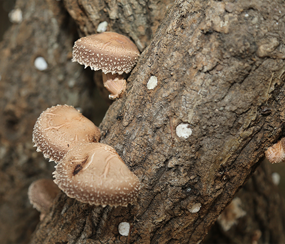 나무에 탐스럽게 열린 표고버섯