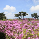 제암산 철쭉 전경