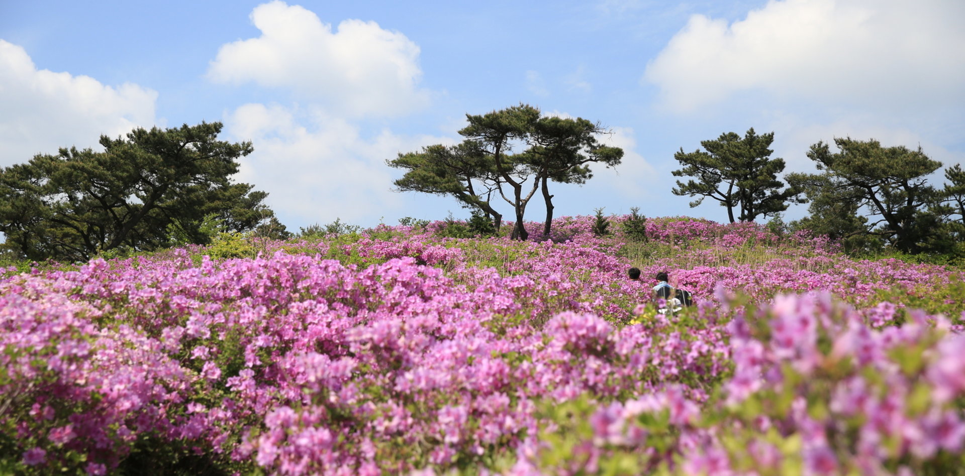 제암산 철쭉 전경