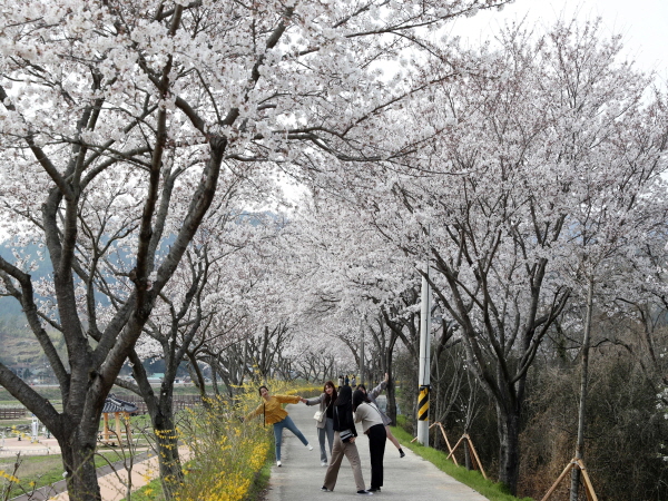 31일 장흥 탐진강을 따라 개나리와 벚꽃이 꽃망울을 활짝 터뜨렸다. 
