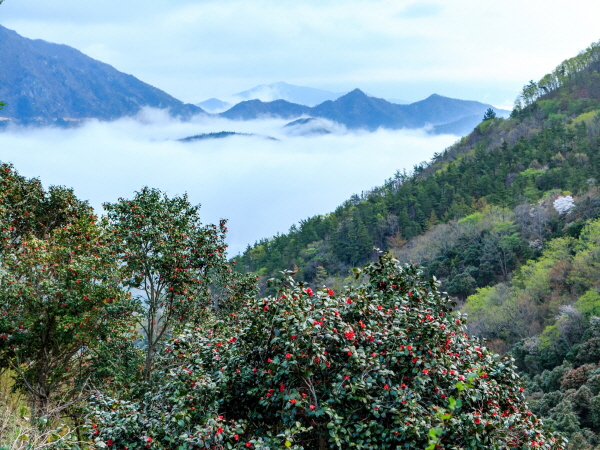 장흥군 천관산 동백숲이 ‘2021년 방문해야 할 아름다운 명품숲 12선’에 선정됐다.