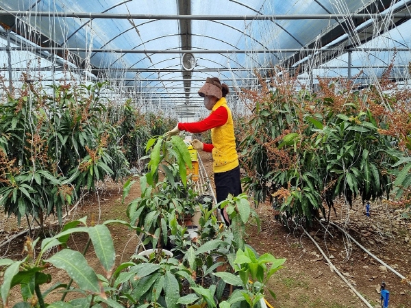 용산면 계산마을의 여성 농업인이 기후 변화에 따른 신(新) 소득 작목으로 아열대 작물을 성공적으로 재배하여 세간의 관심을 끌고 있다. 