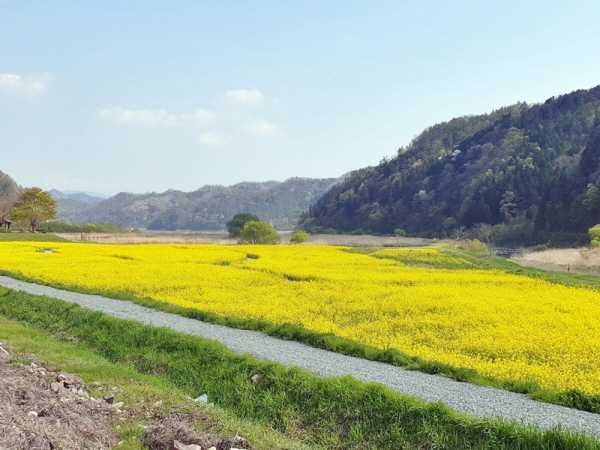 장흥군 유치면에 노란 유채꽃 물결이 펼쳐져 코로나19로 인해 지친 지역민과 국도를 지나는 상춘객들의 마음을 위로해 주고 있다.