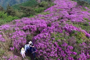 제암산철쭉