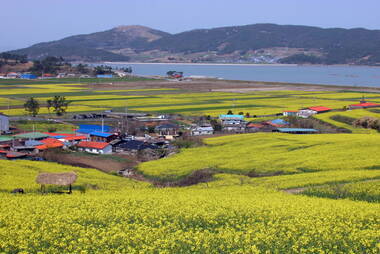 회진선학동유채밭2