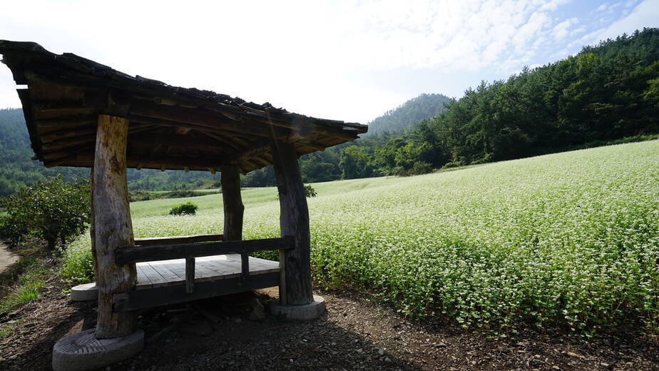 회진선학동유채밭