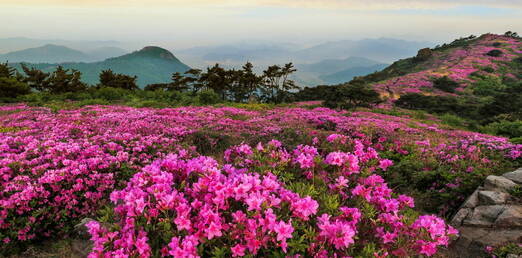 해마다 5월이면 산등성이를 따라 분홍빛 철쭉이 융단을 이룬다. 