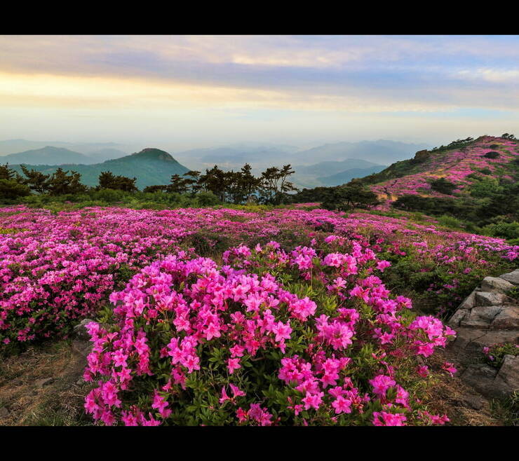 해마다 5월이면 산등성이를 따라 분홍빛 철쭉이 융단을 이룬다. 