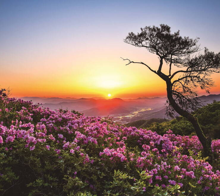 제암산 철쭉 너머로 떠오르는 태양이 장관이다.