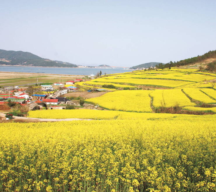 유채꽃 만발한 봄날의 선학동마을.