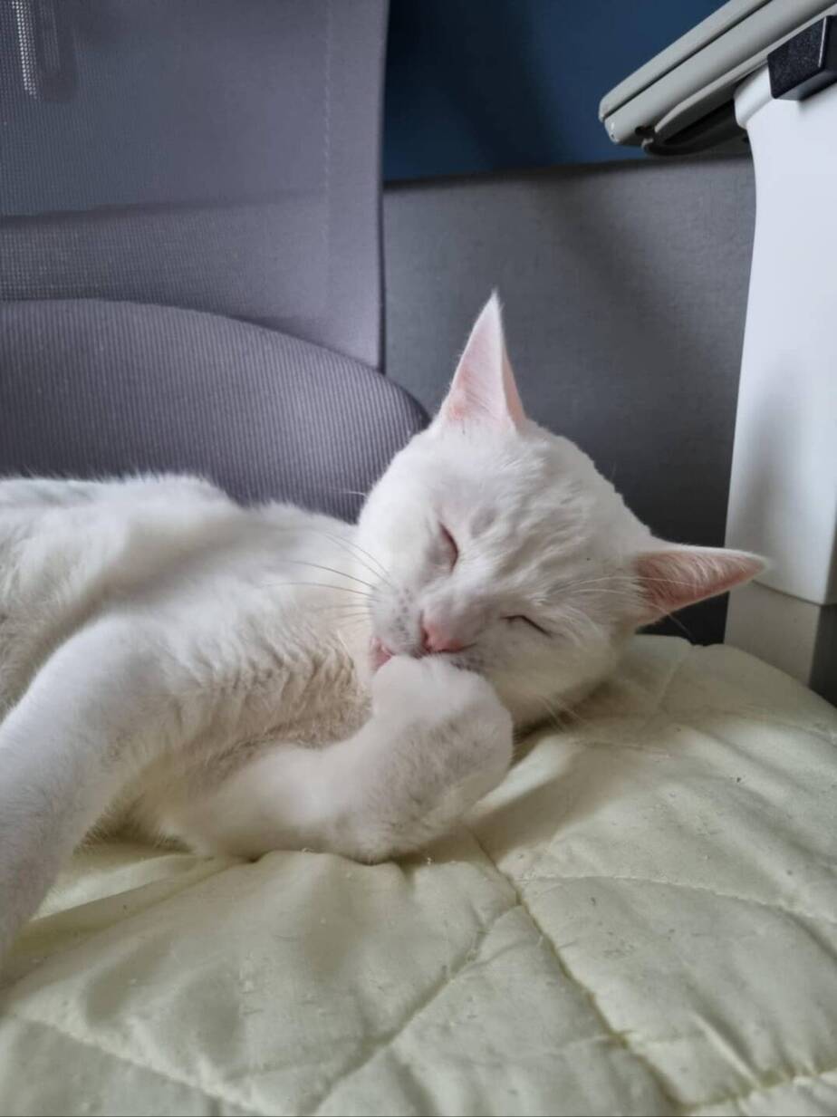 고양이1