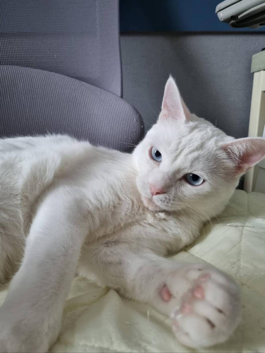고양이2