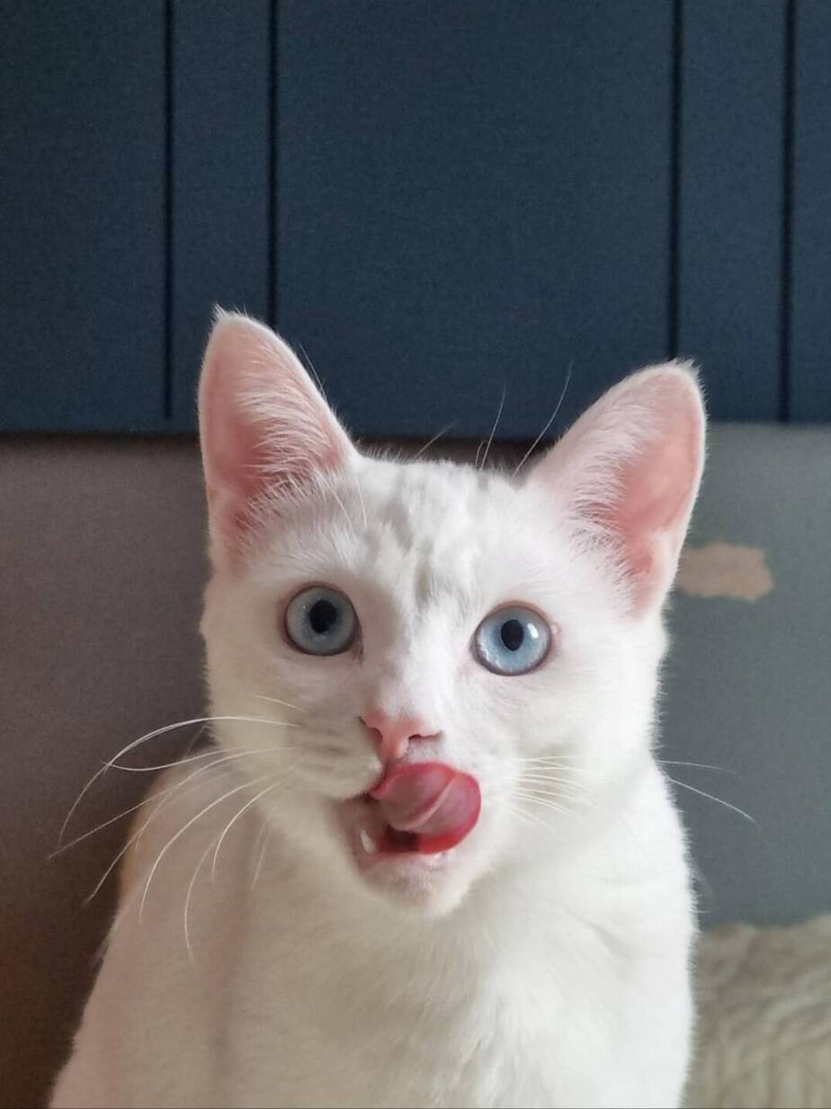 고양이3
