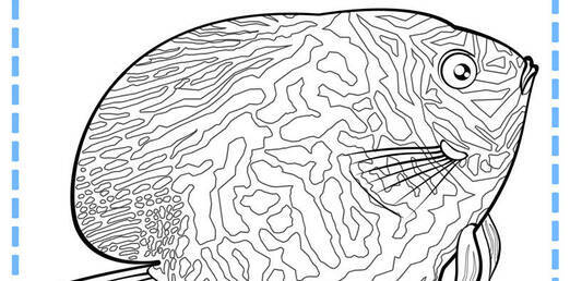 물고기 색칠하기-디스커스