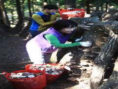지난 15일 장흥군 억불산 기슭의 소나무 숲에서 가을 표고버섯 수확이 한창이다. 소나무 숲