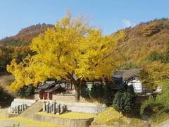 장흥향교의 수문장 400년 수령 황금빛 은행나무