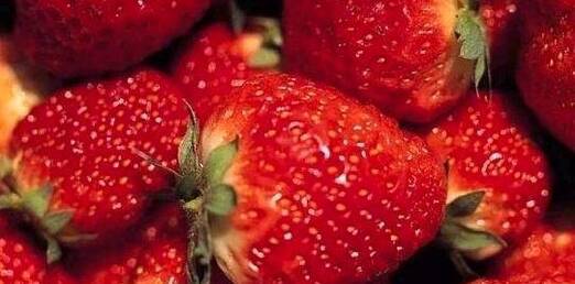 웰빙특산물 - 딸기