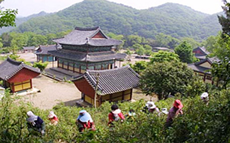 농부가 찻잎을 재배하는 모습