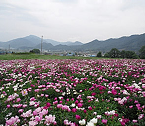 작약