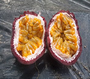 패션프루트