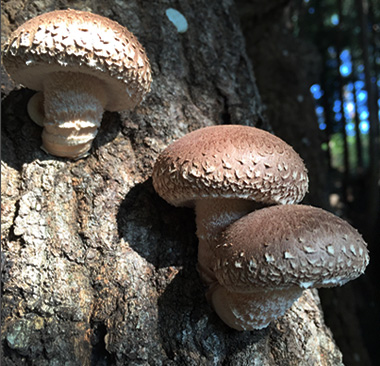 나무에 싱싱하게 달린 표고버섯