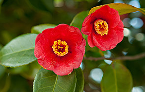 Camellia Tree