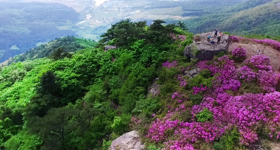 Mountain with the strength of an emperor shining on the grassland and ridge of royal azalea