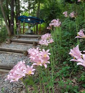 우드랜드산책길 전경