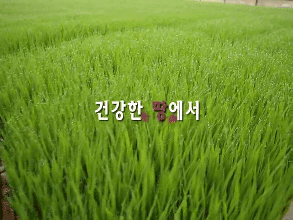 장흥9품 - 아르미쌀에 대한 동영상 캡쳐 화면