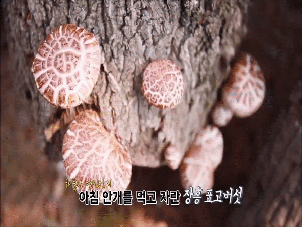 장흥 9품 - 표고버섯에 대한 동영상 캡쳐 화면