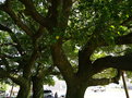 삼산리 후박나무