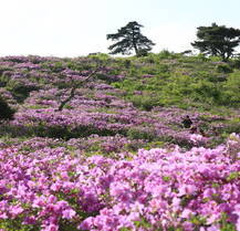 제암산철쭉