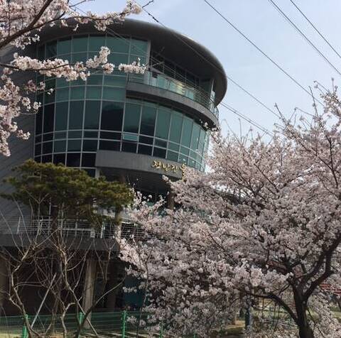 예쁜 벚꽃 구경하러 오세요~