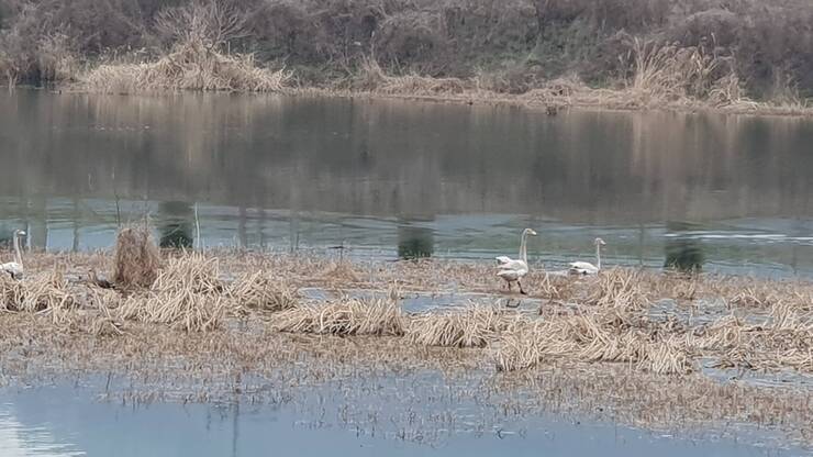 부춘리